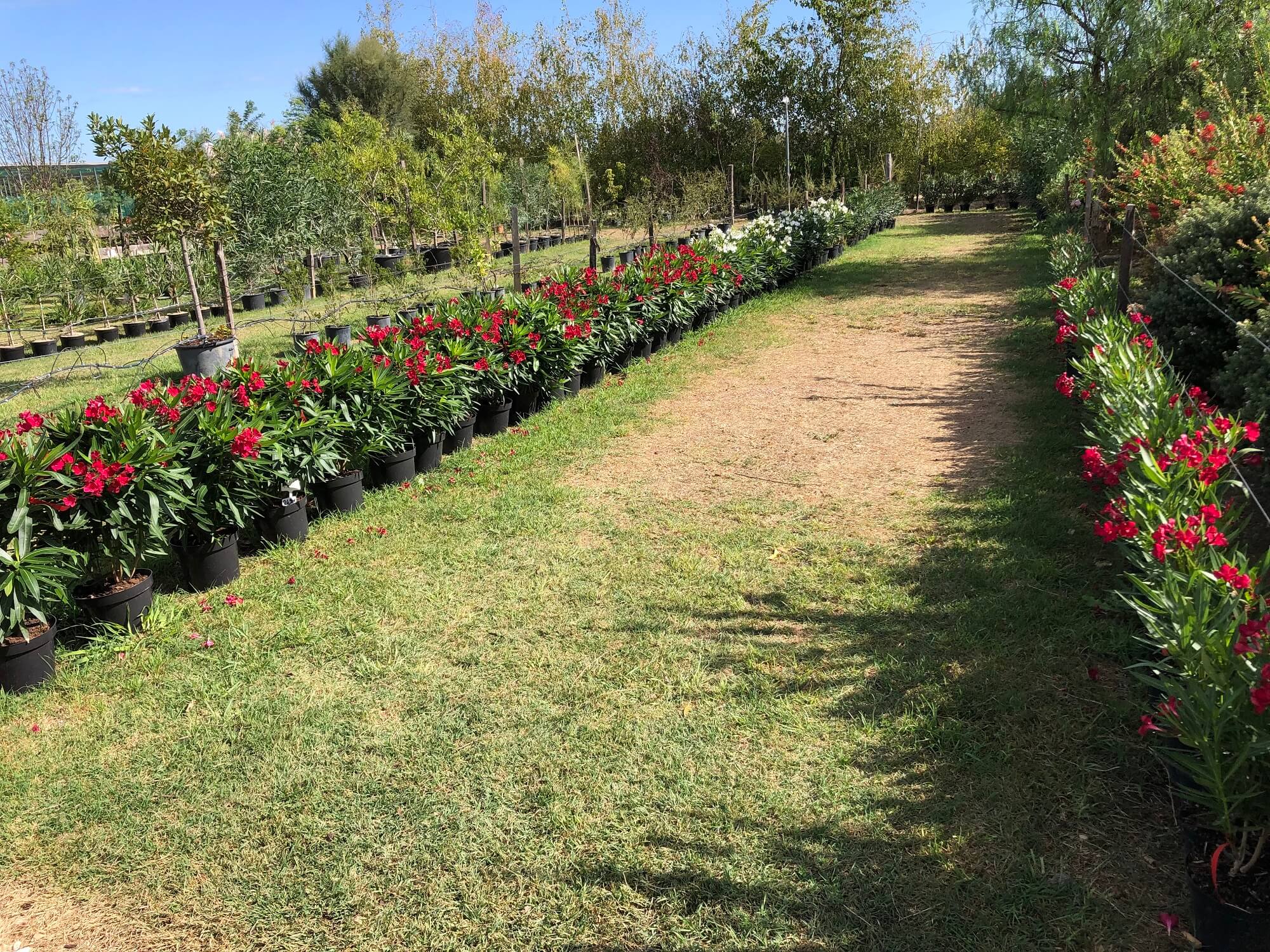 La jardinerie d'Arles  -  Laurier Rose en fleurs