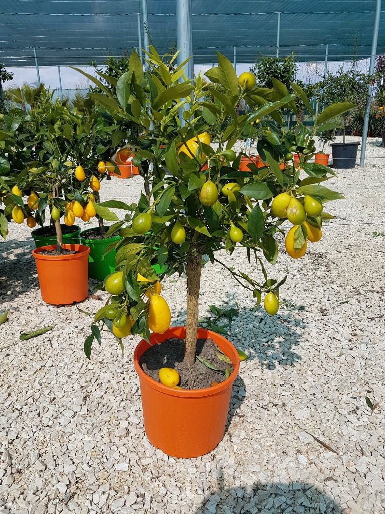 agrume_limequat