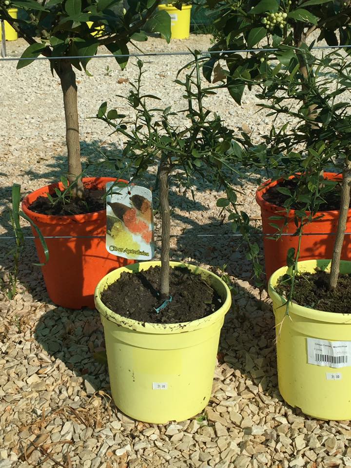 citron_caviar_ microcitrus pepiniere_arl