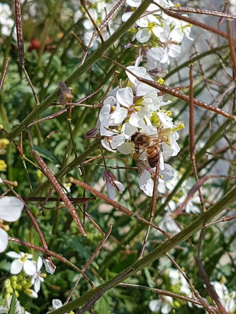 Premier jour du printemps 2018, les abeilles butinent !