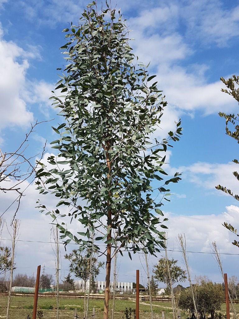 Eucalyptus Rostrata de 4 m