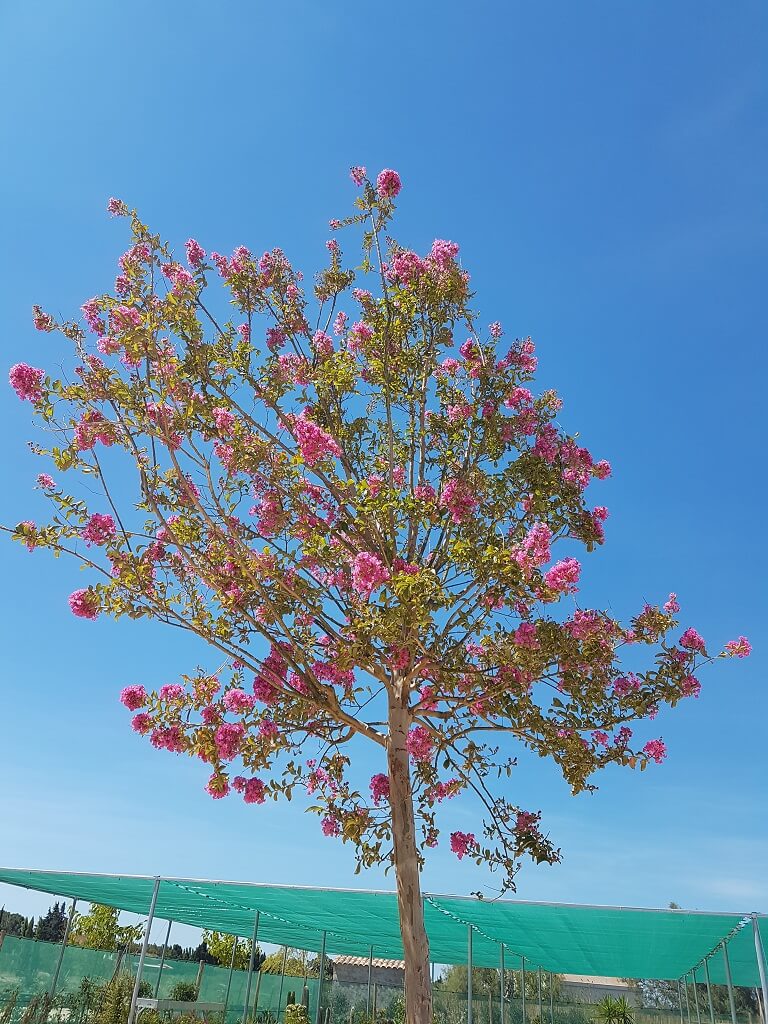Lilas des indes en fleur - Arbre de 5 m