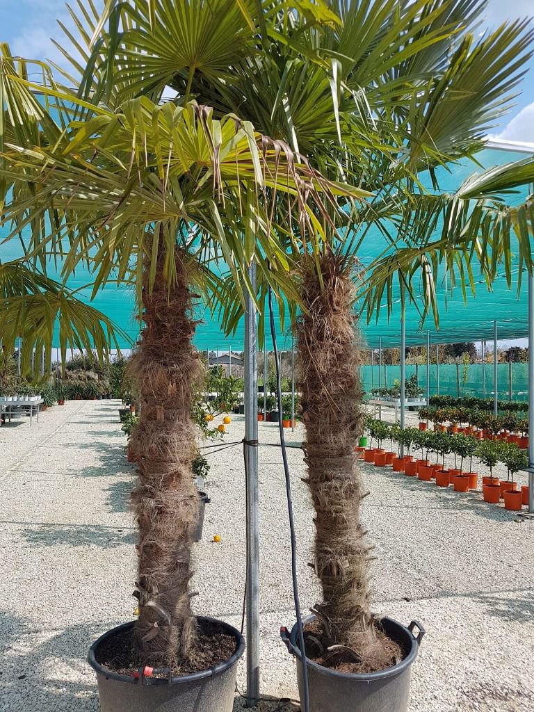 Palmier Chamaerops Excelsa 1.5m de tronc (Palmier chanvre)