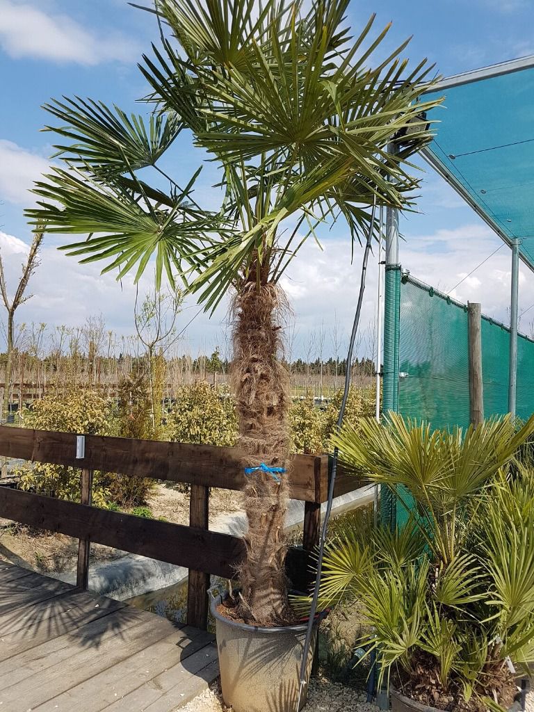 Palmier Chamaerops Excelsa 1.7m de tronc (Palmier chanvre)