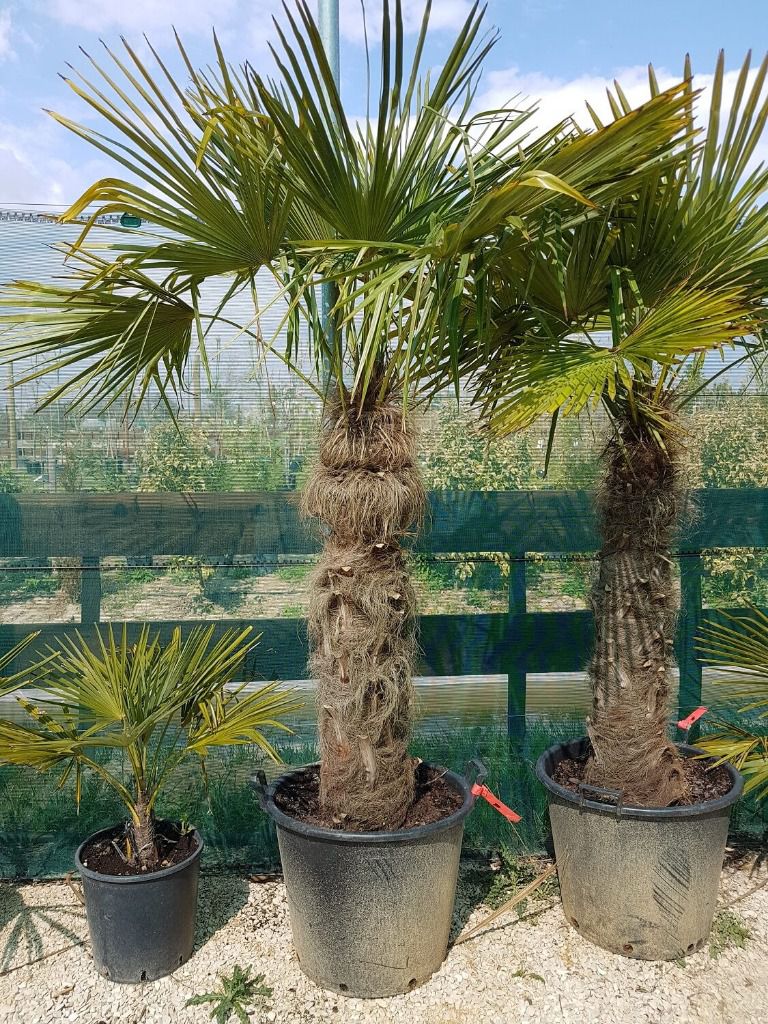 Palmier Chamaerops Excelsa 1m de tronc (Palmier chanvre)