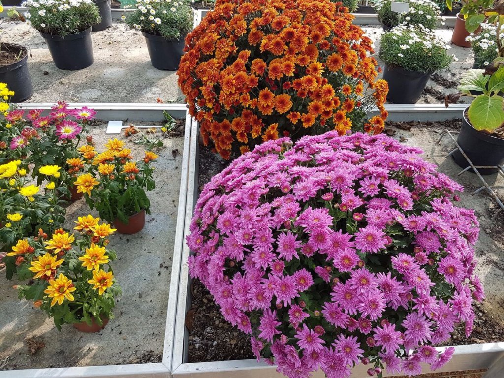 Chrysanthèmes de toute taille