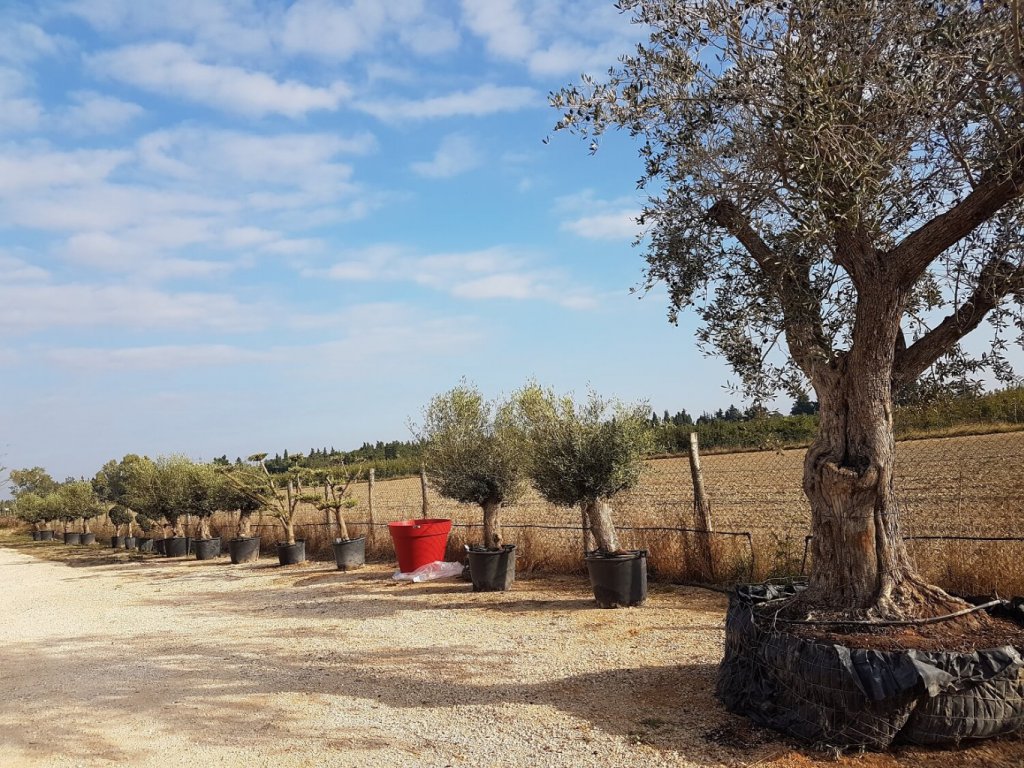 Grand choix d'olivier en pépinière