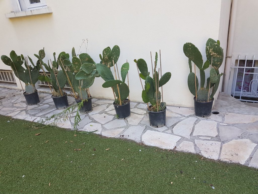 Opuntia avant plantation