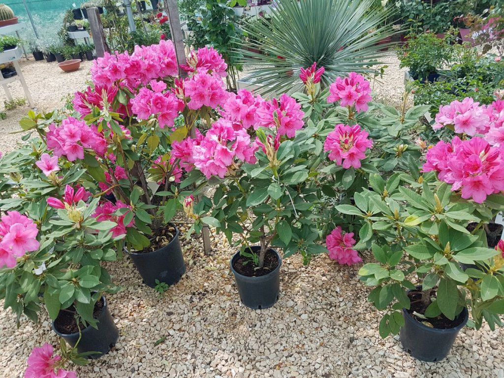 Rhododendron Anna Whitney