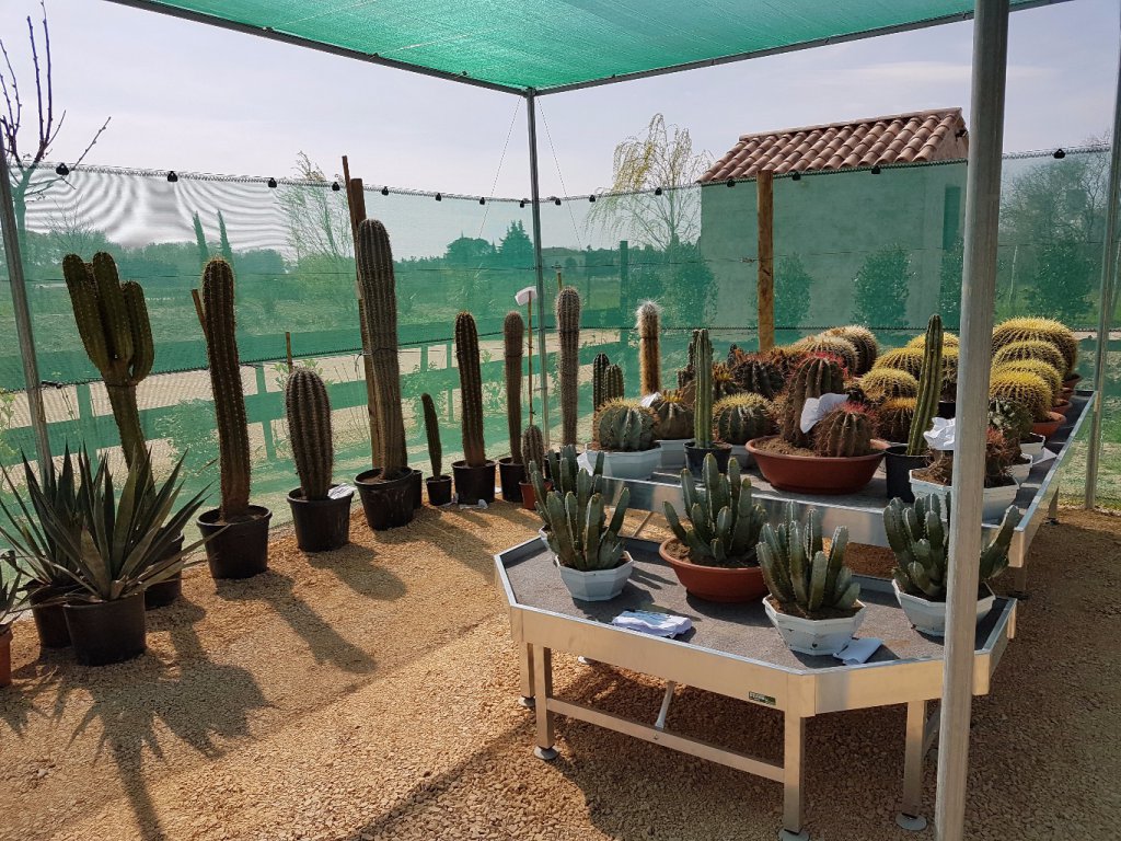 Selction unique de cactus sur Arles