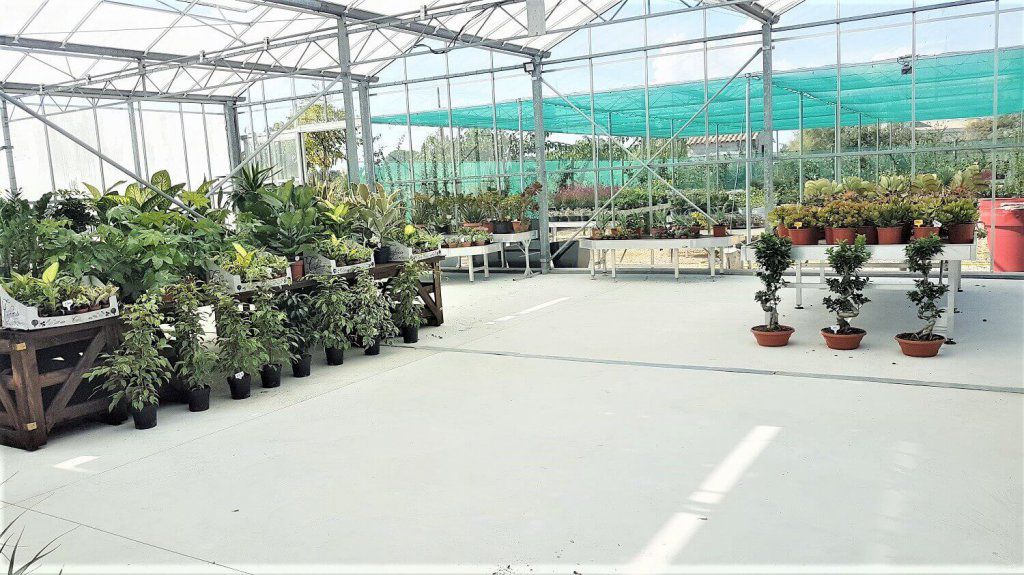 Plantes intérieurs & Ficus Bonzai