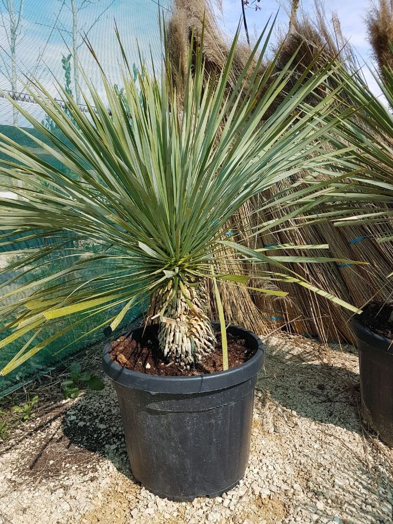 Yucca Rostrata tronc de 20cm