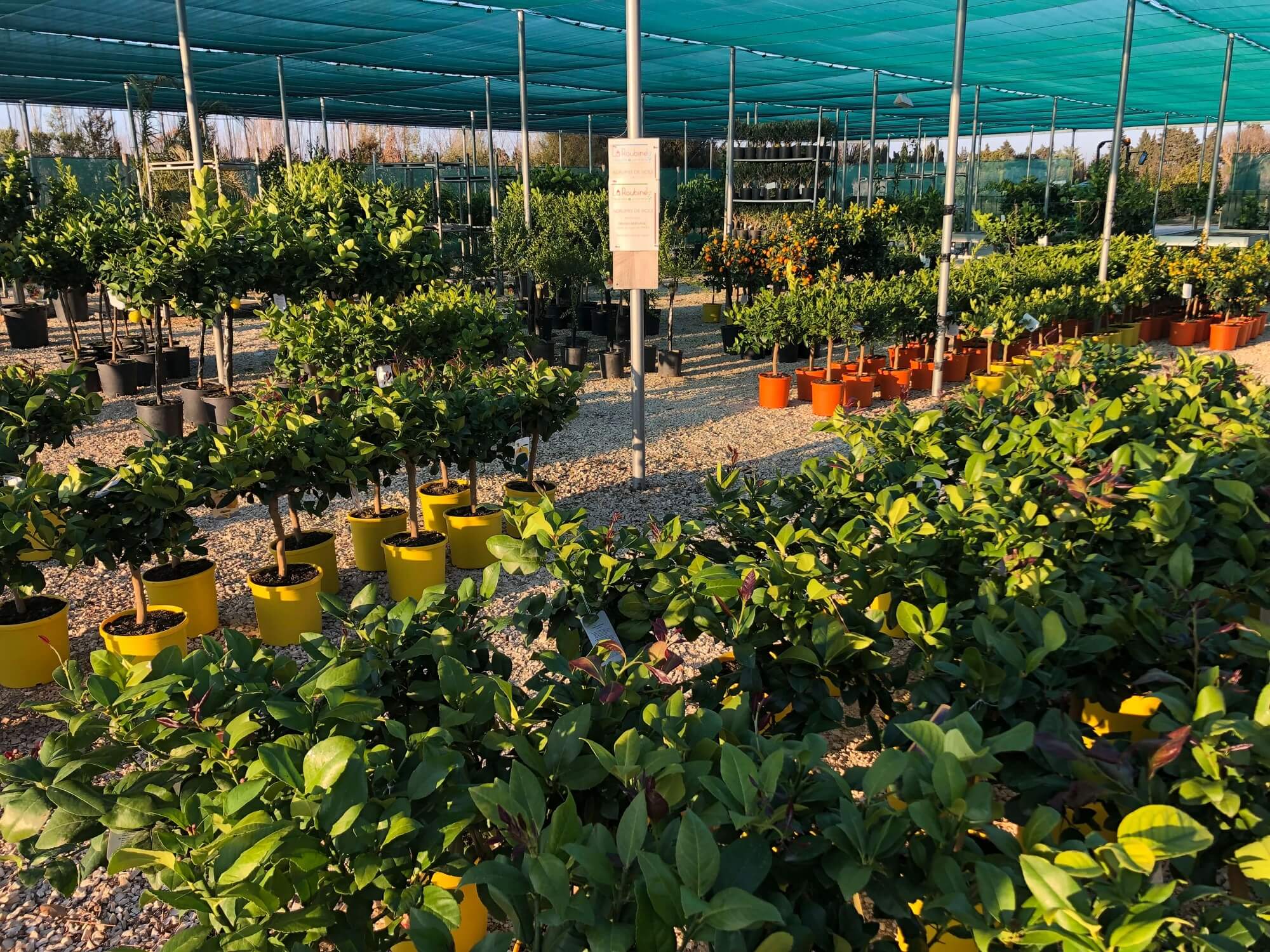 Jardinerie d'agrumes à Arles et dans toute la Région à La Roubine - Agrumes de Sicile