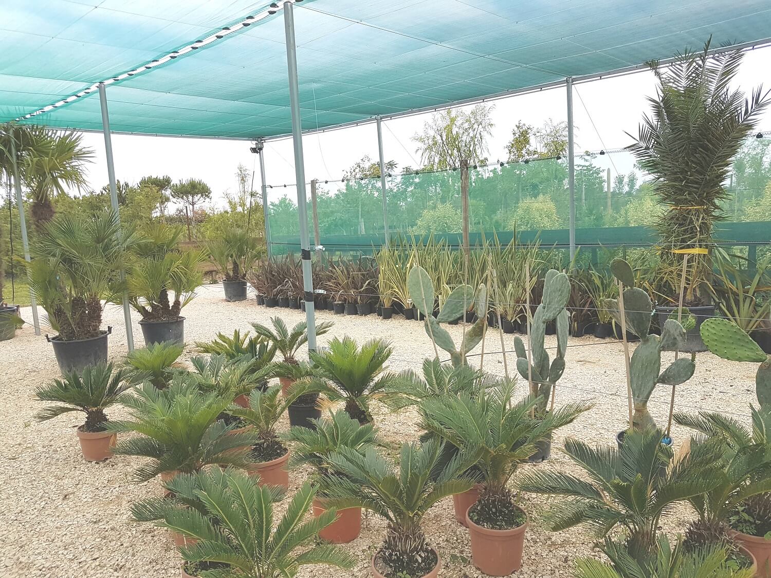 Petits palmiers, cycas et yucca en Arles