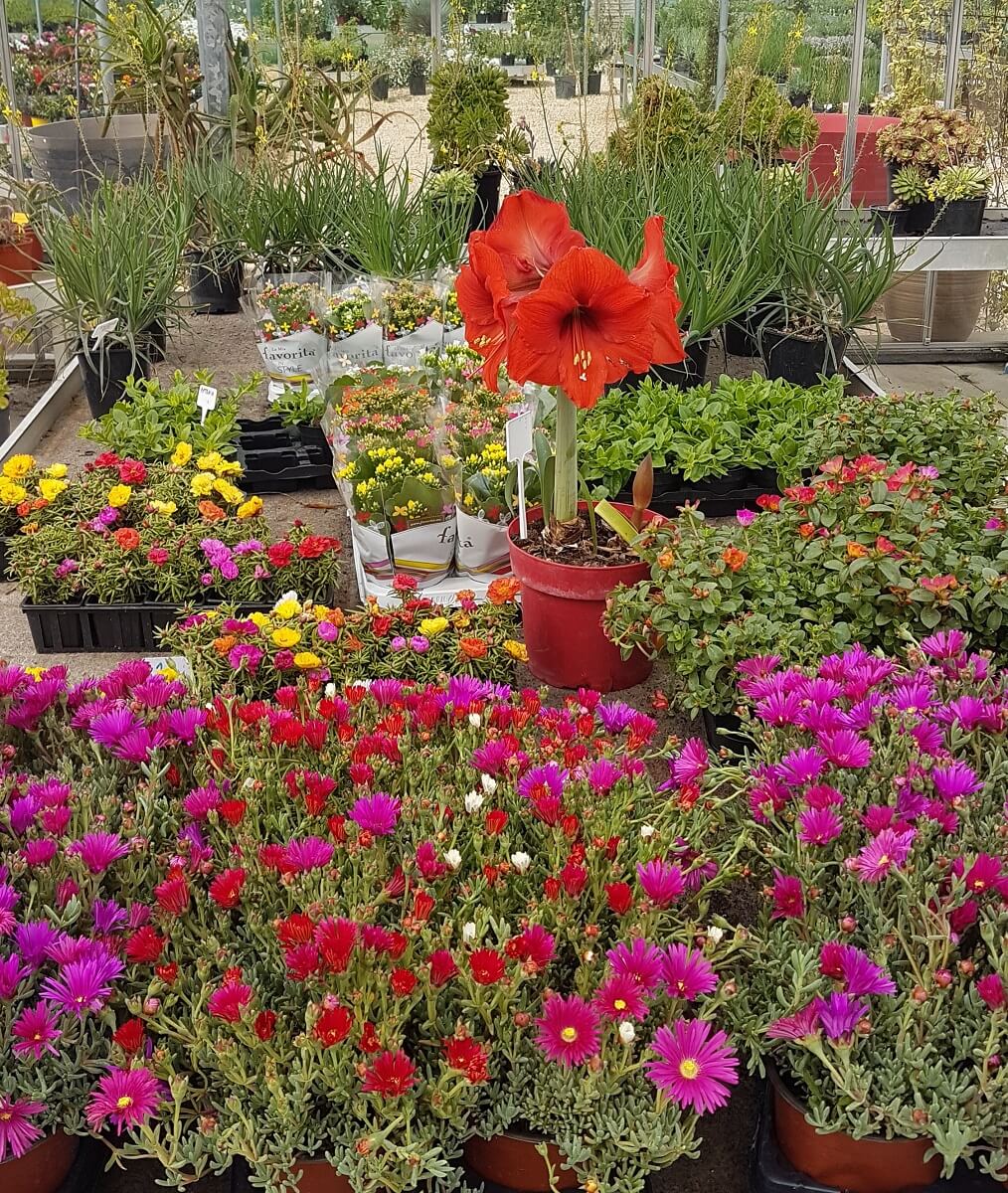 Achetez des fleurs en Camargue