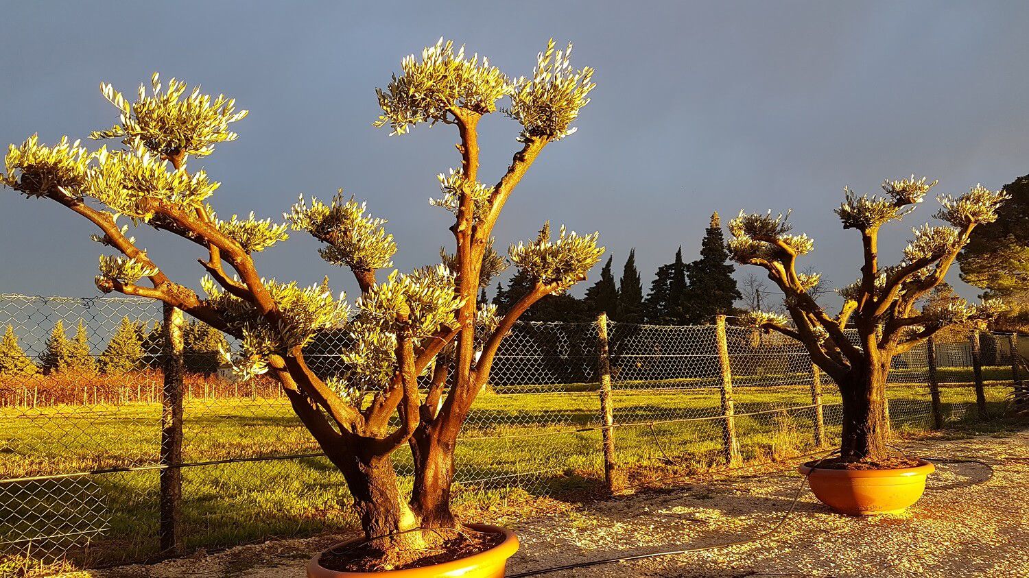 Oliviers anciens en Camargue à vendre