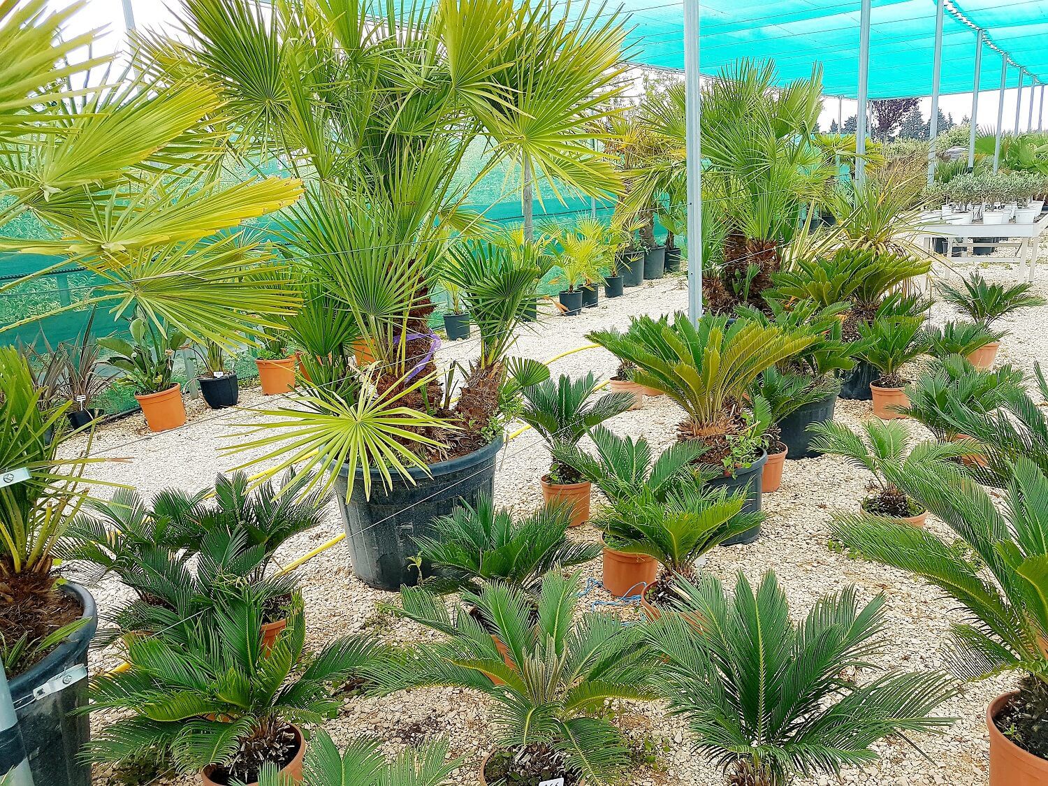 Des cycas, yucca, chamerops, phoenix et bien d'autres palmiers