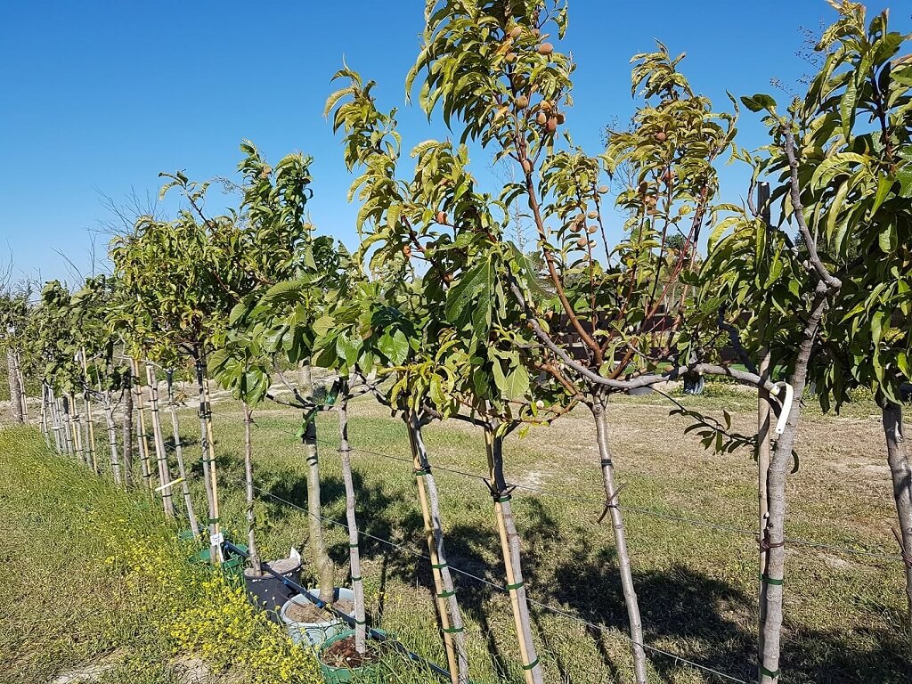 Sélection de fruitiers en Camargue