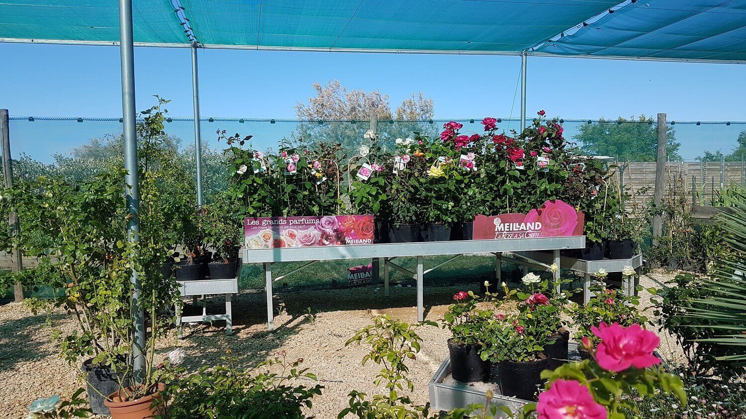 Rosiers grandes Fleurs Buissons et Grimpants en jardinerie